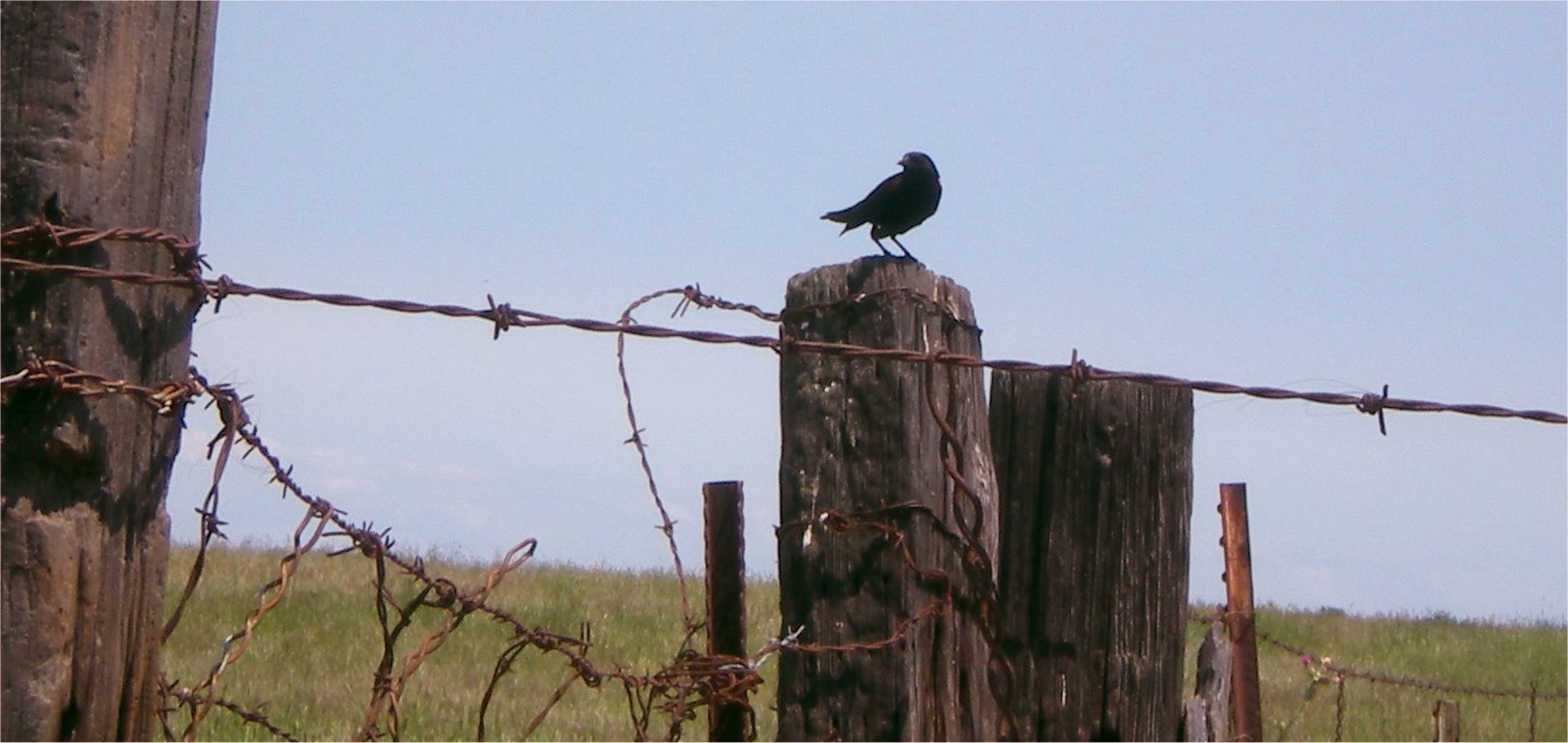 Pajaro