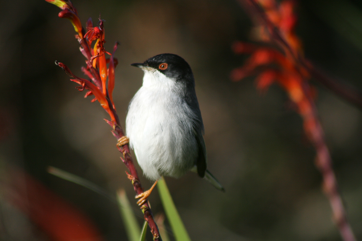 pajaro