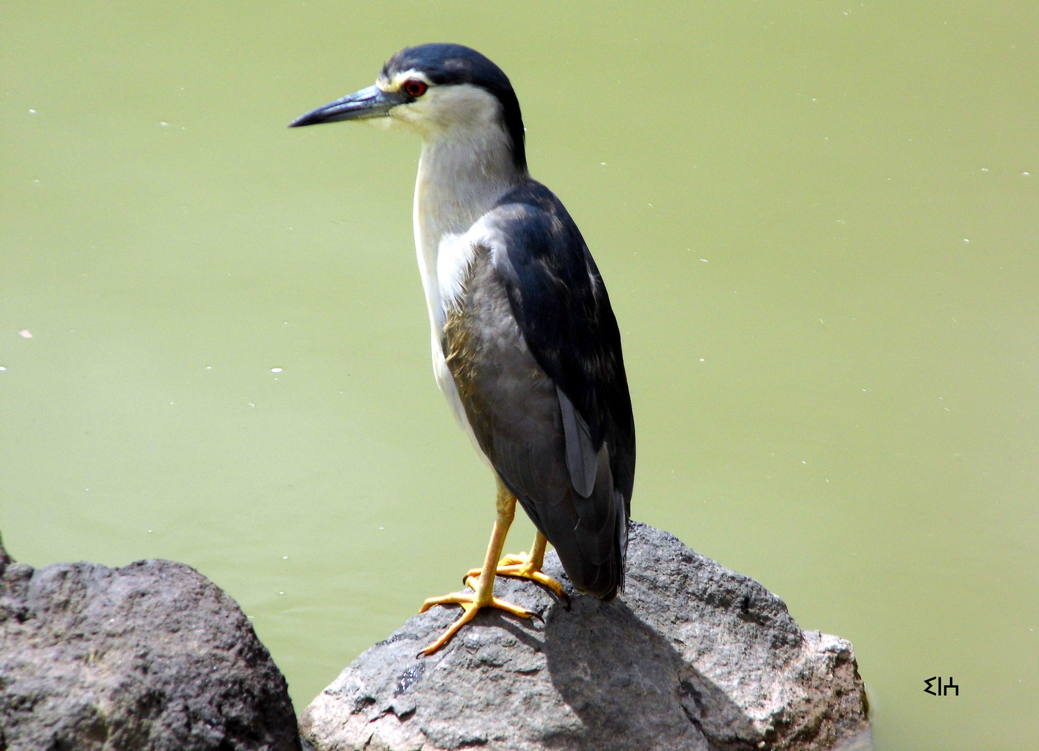 Pajaro