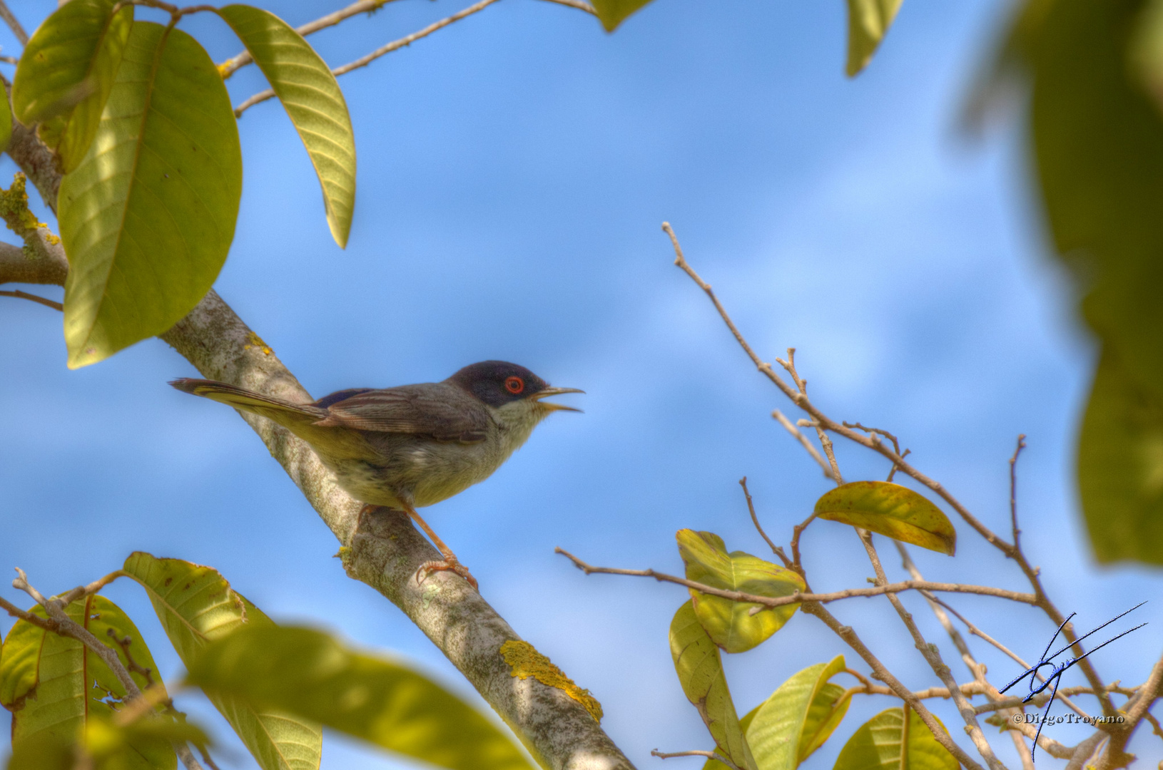 Pajaro