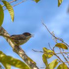 Pajaro