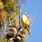 Pajaro