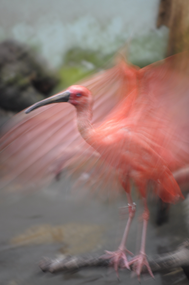 pajaro