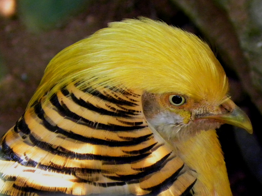 Pajaro Amarillo