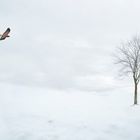 Pájaro, árbol y nieve