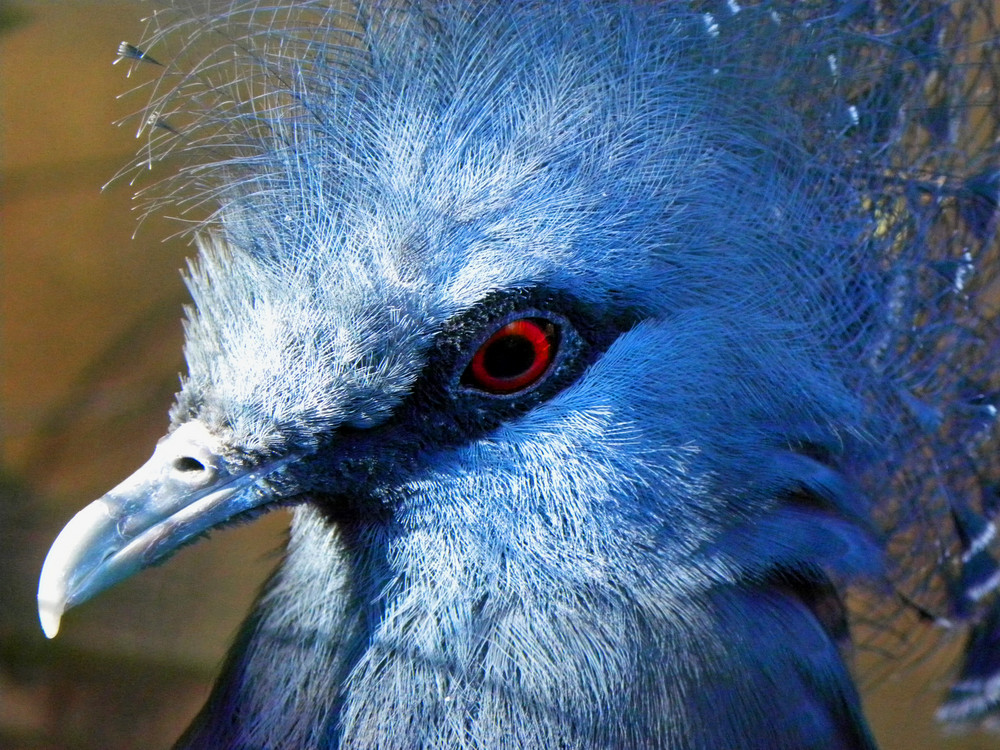 Pajaro Azul