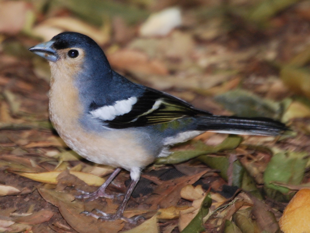 PAJARO