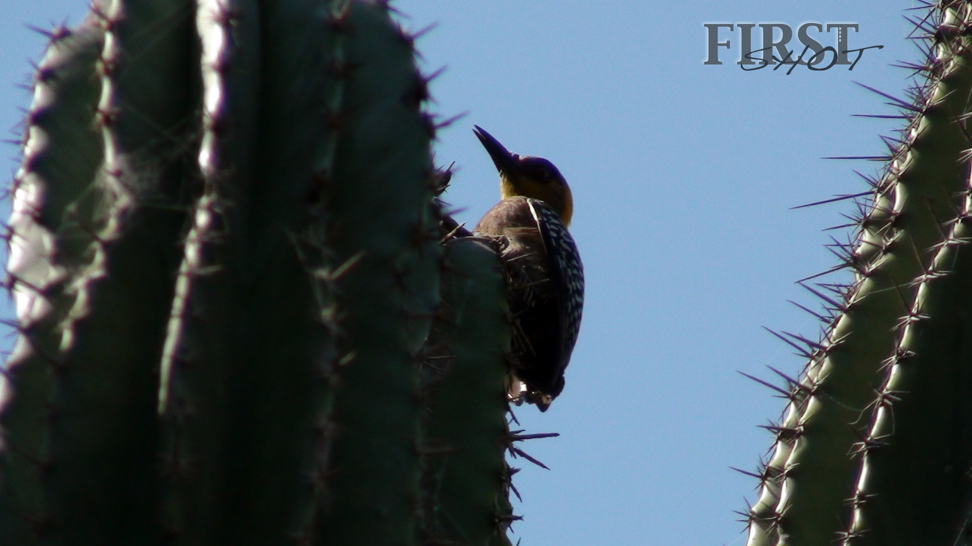 Pajaro Carpintero