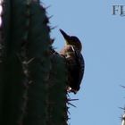 Pajaro Carpintero