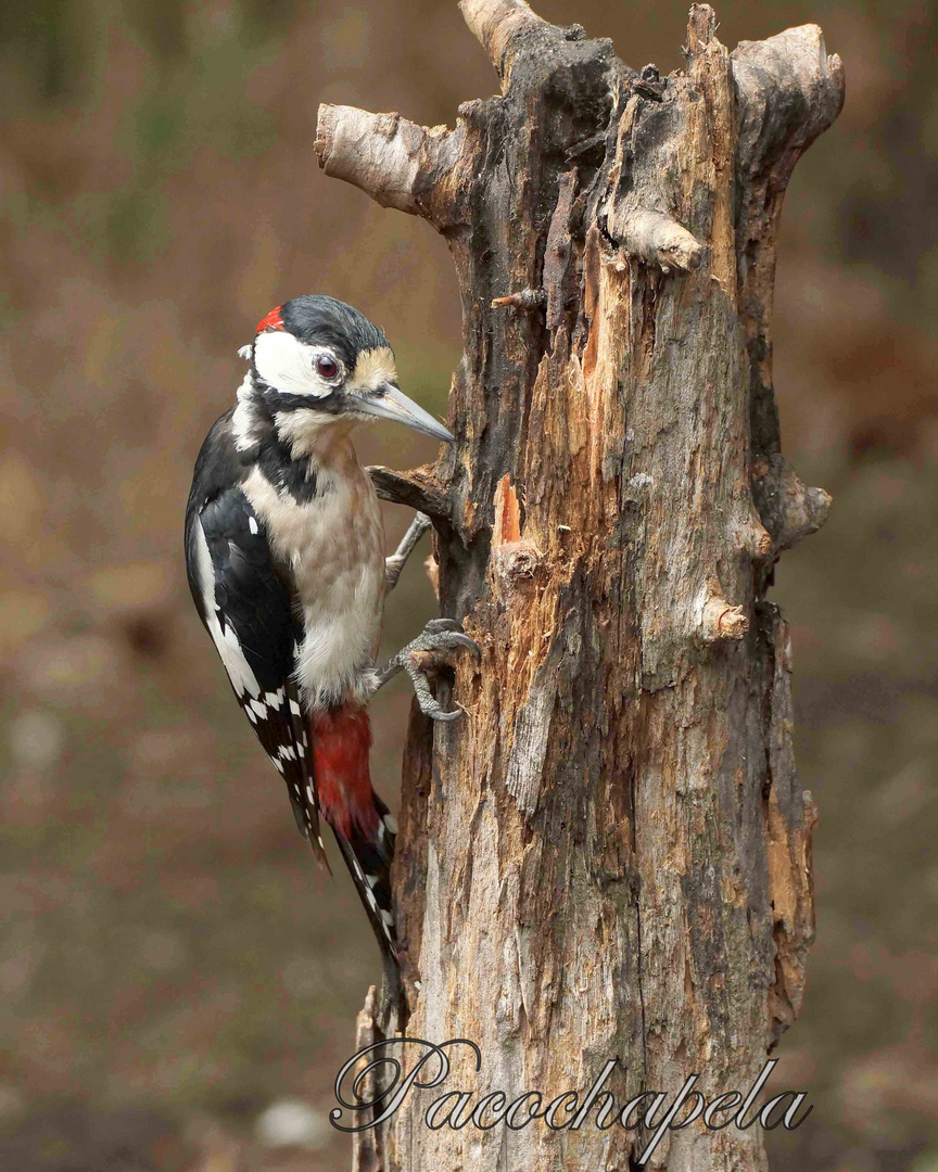 Pájaro Carpintero