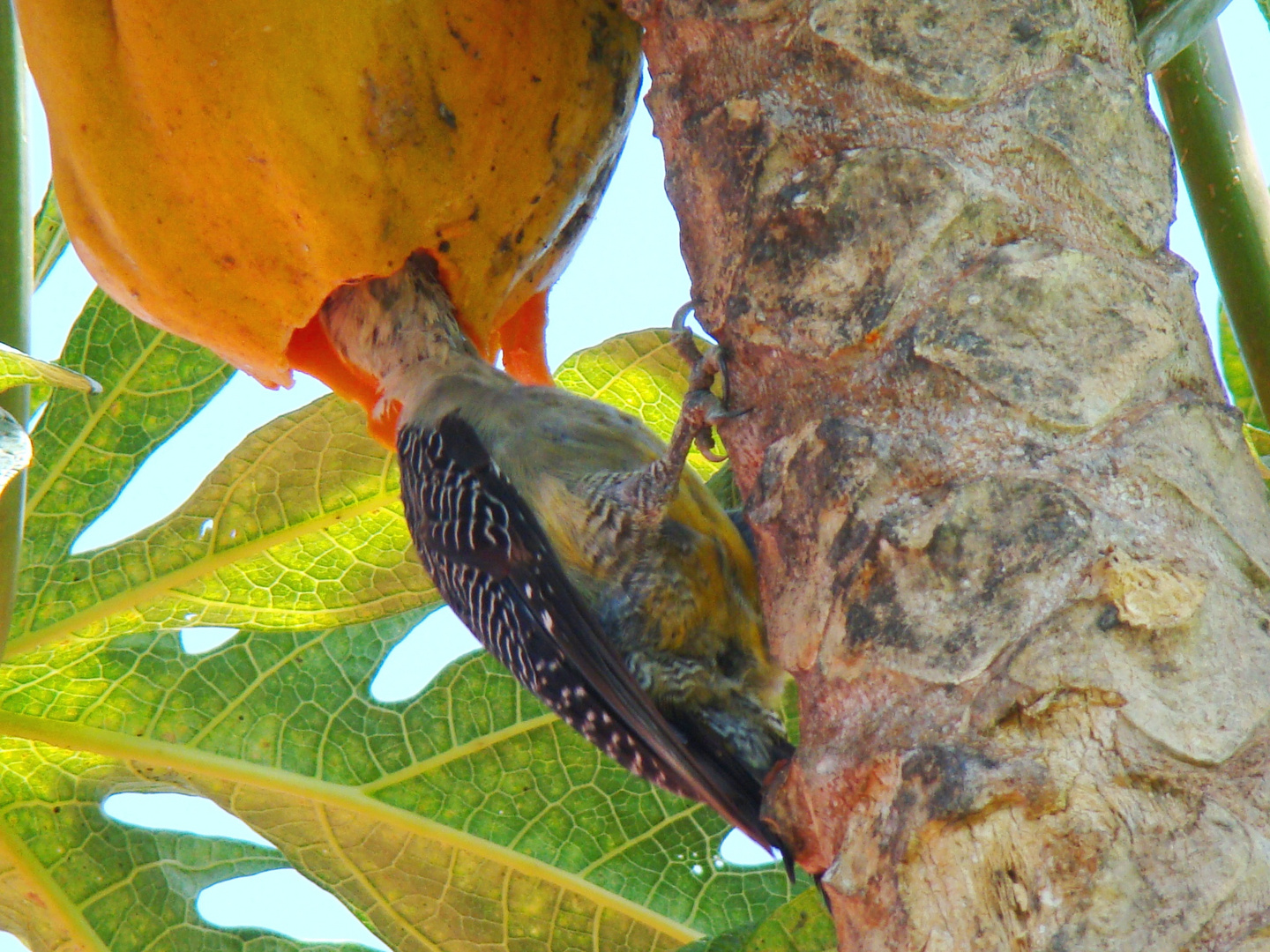 Pájaro carpintero comiéndo fruta