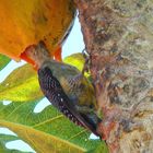 Pájaro carpintero comiéndo fruta