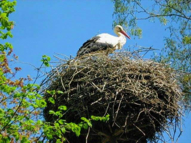 Pájaro cigüeña Salvaje Wild Störch Vogel   