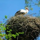 Pájaro cigüeña Salvaje Wild Störch Vogel   