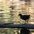 pájaro en pasarela en el estanque