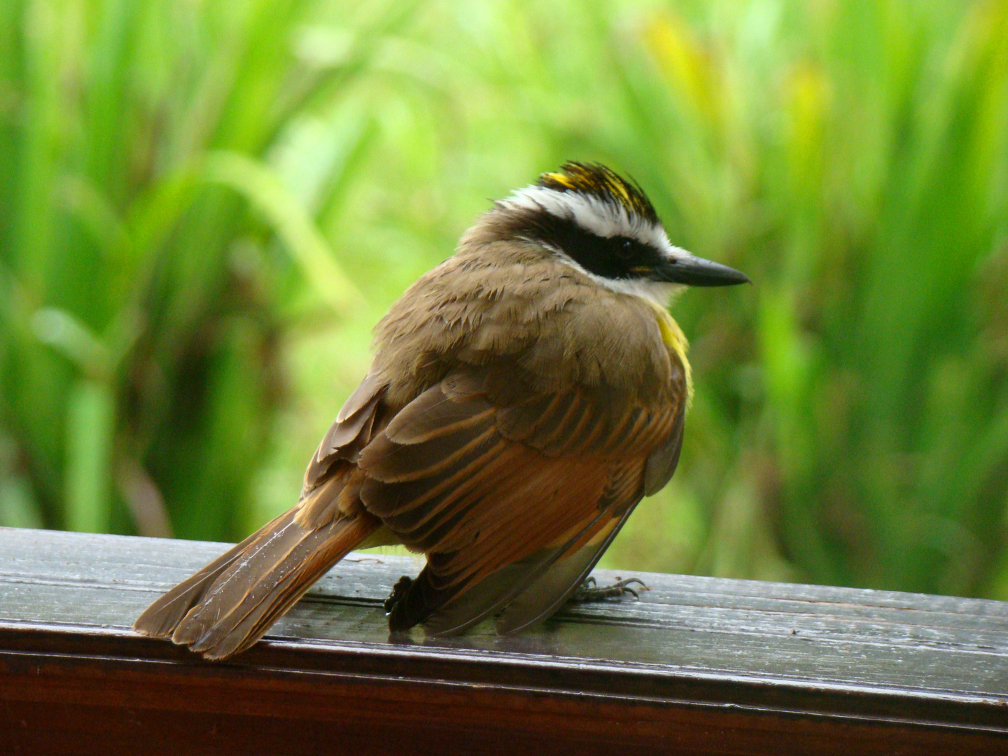 Pájaro Hondureño