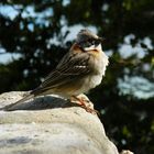 PAJARO PATAGONICO