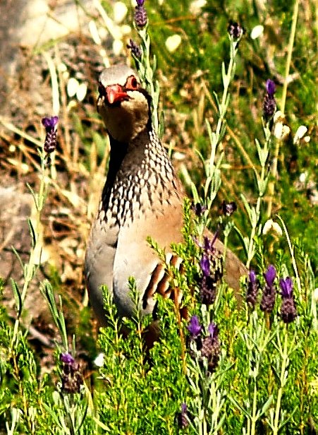 PAJARO PERDIZ - P.N. LOS ALCORNOCALES