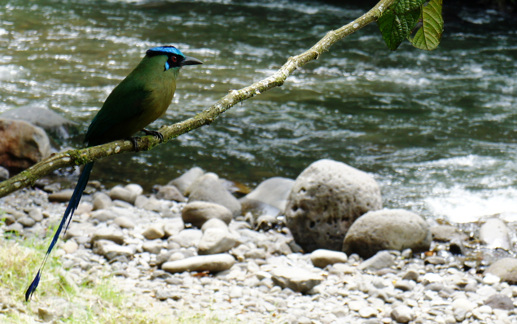 PAJARO RIO OTUN, PEREIRA