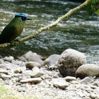 PAJARO RIO OTUN, PEREIRA