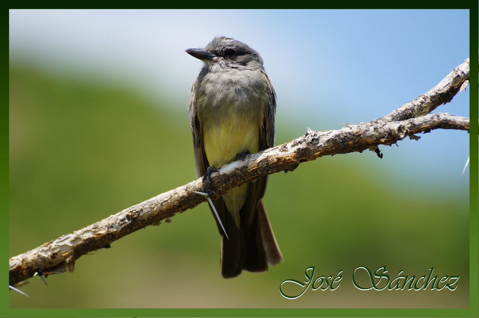 Pajaro xtakay