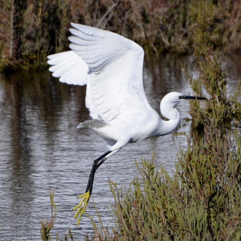 PAJAROS