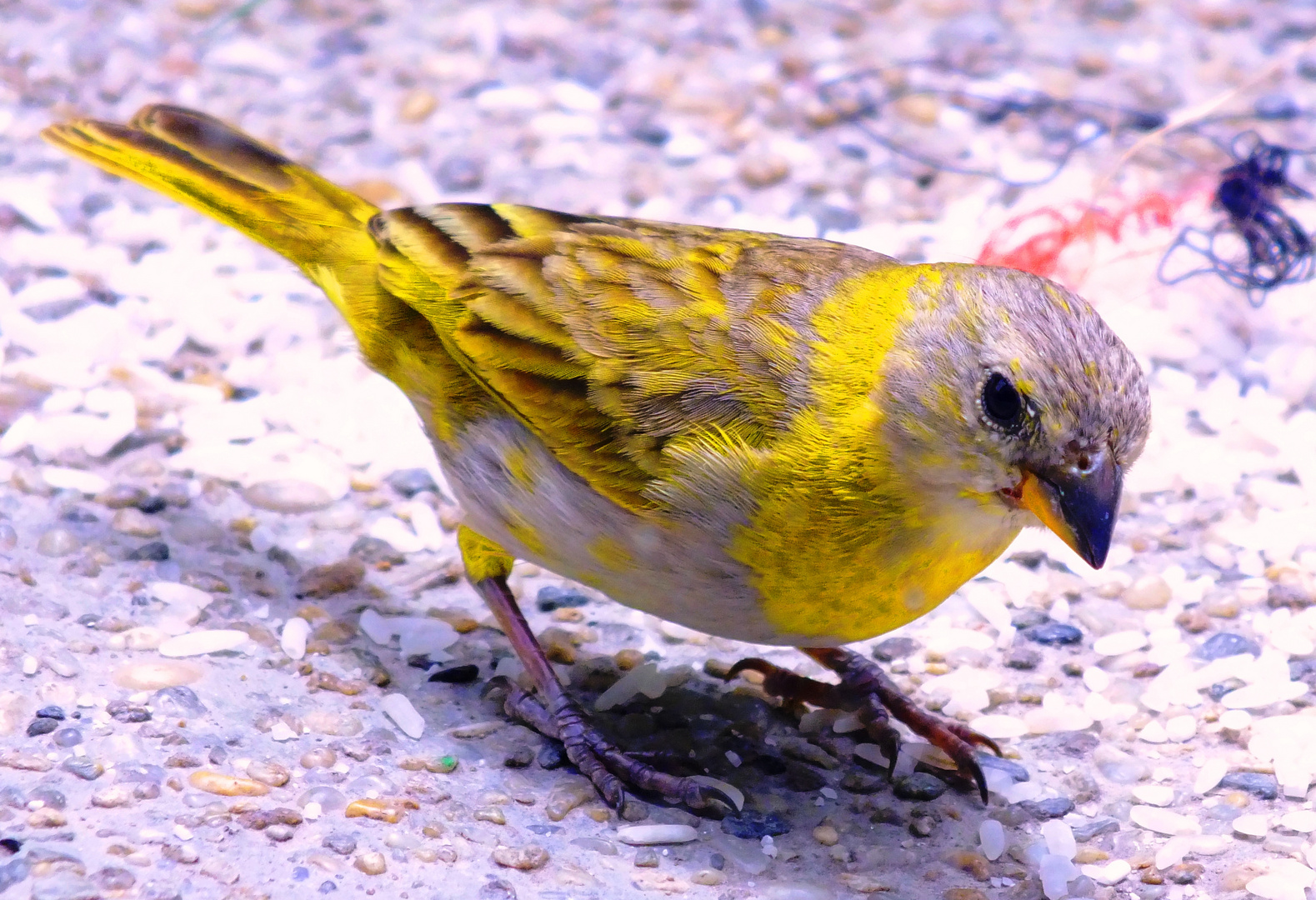 pajaros