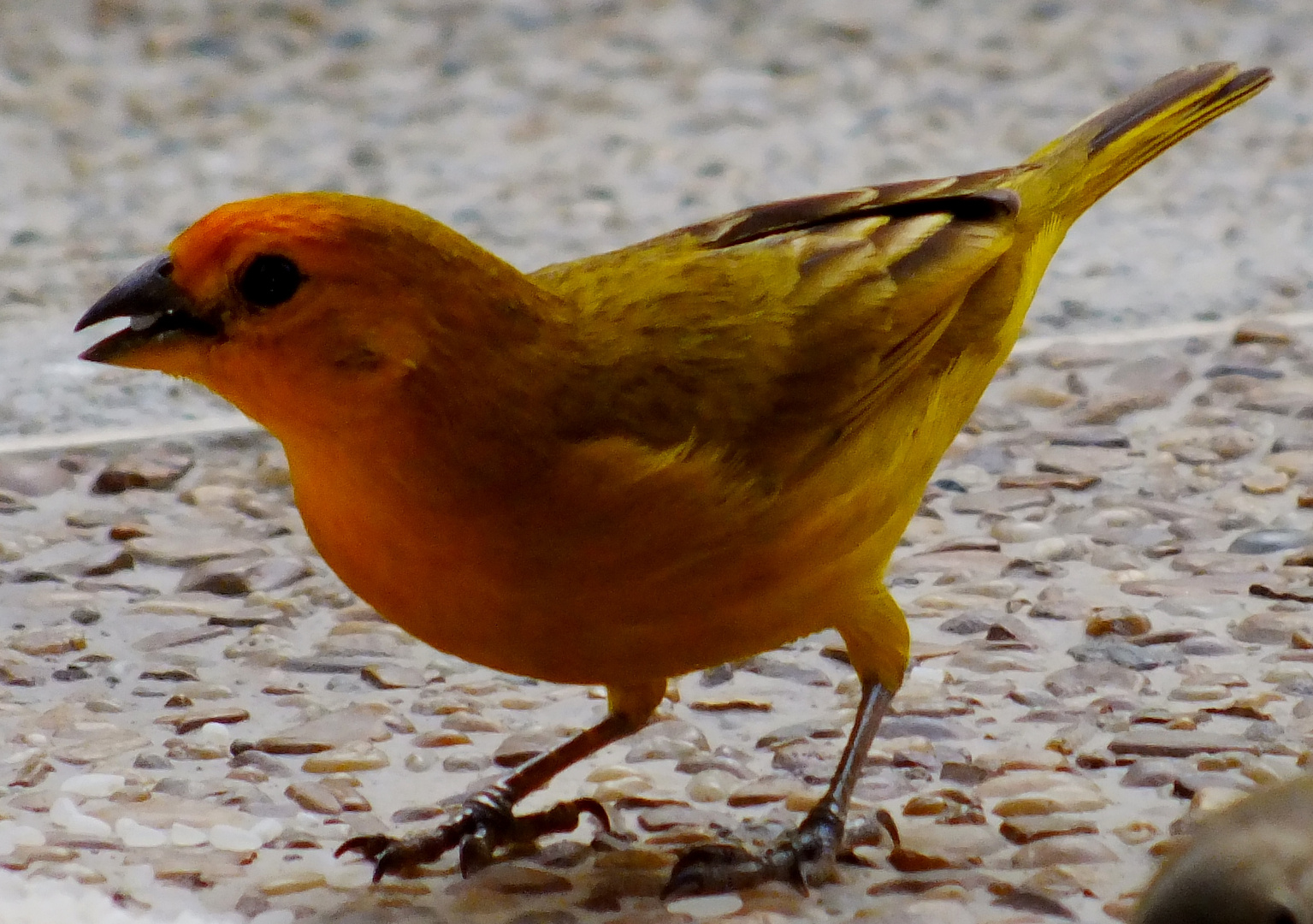 pajaros