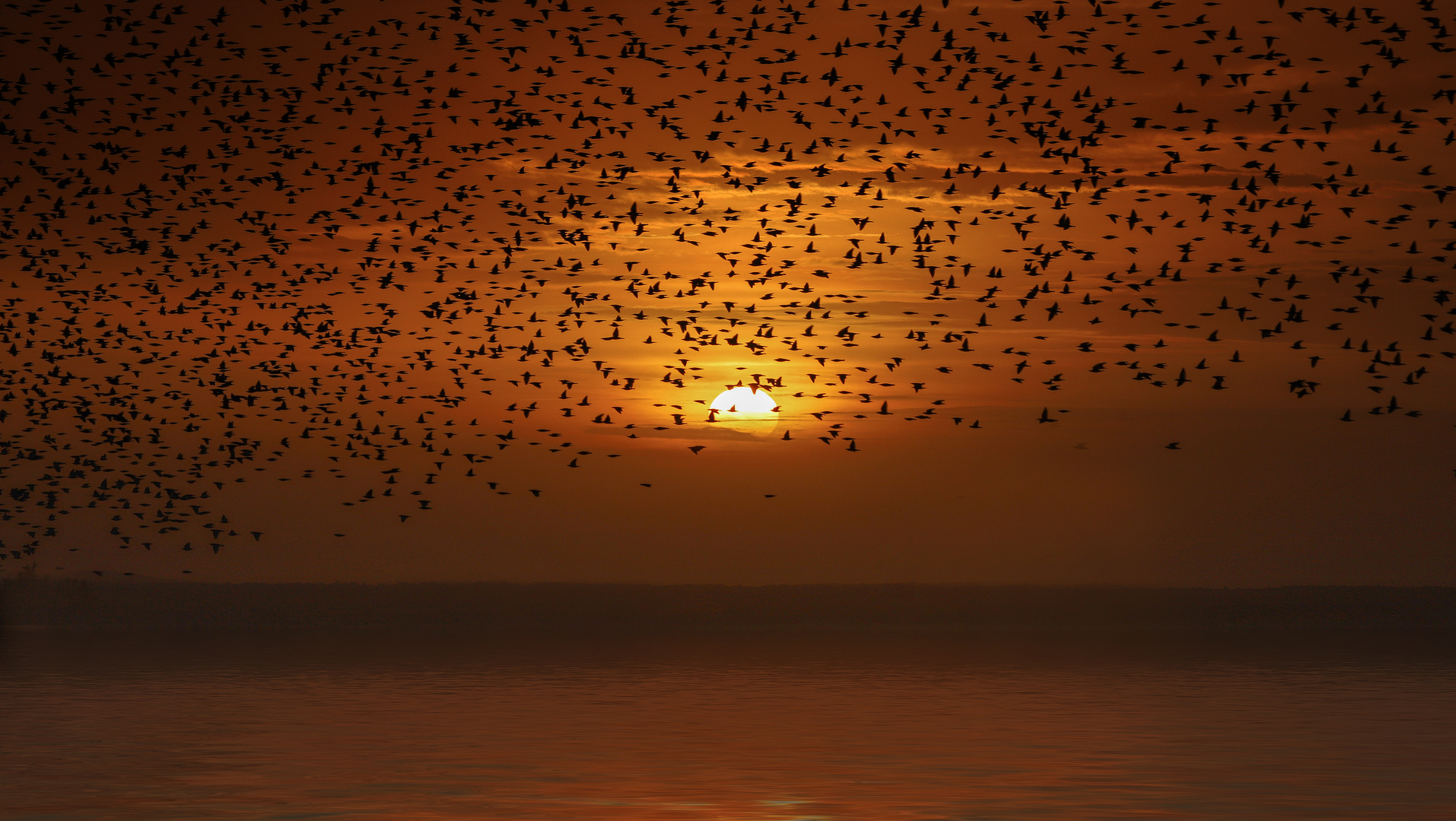 Pájaros al Amanecer