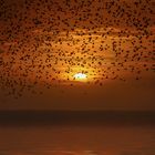 Pájaros al Amanecer