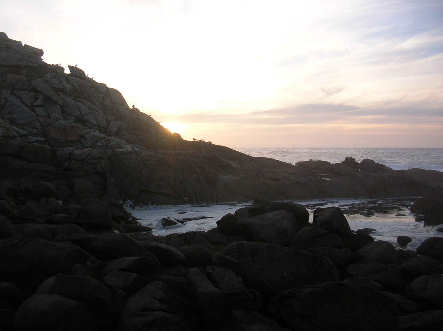 pájaros al atardecer