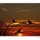 Pajaros al atardecer