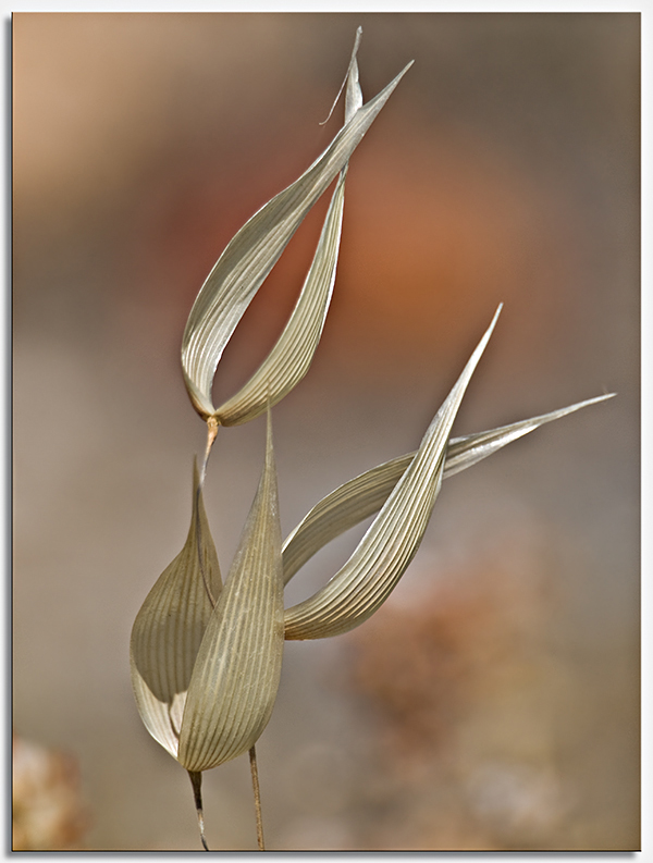 Pajaros de papel