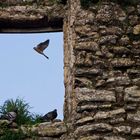 Pájaros en Aguilar de la frontera