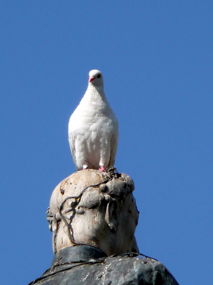 Pájaros en la cabeza