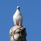 Pájaros en la cabeza