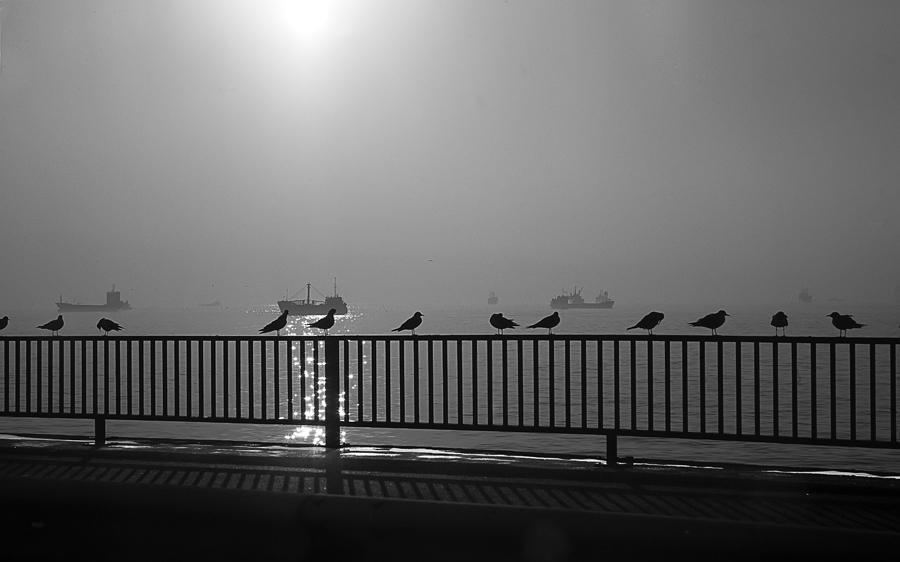 PAJAROS EN TURQUIA