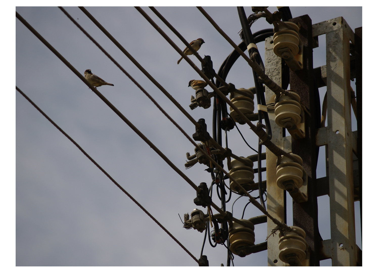 pajaros