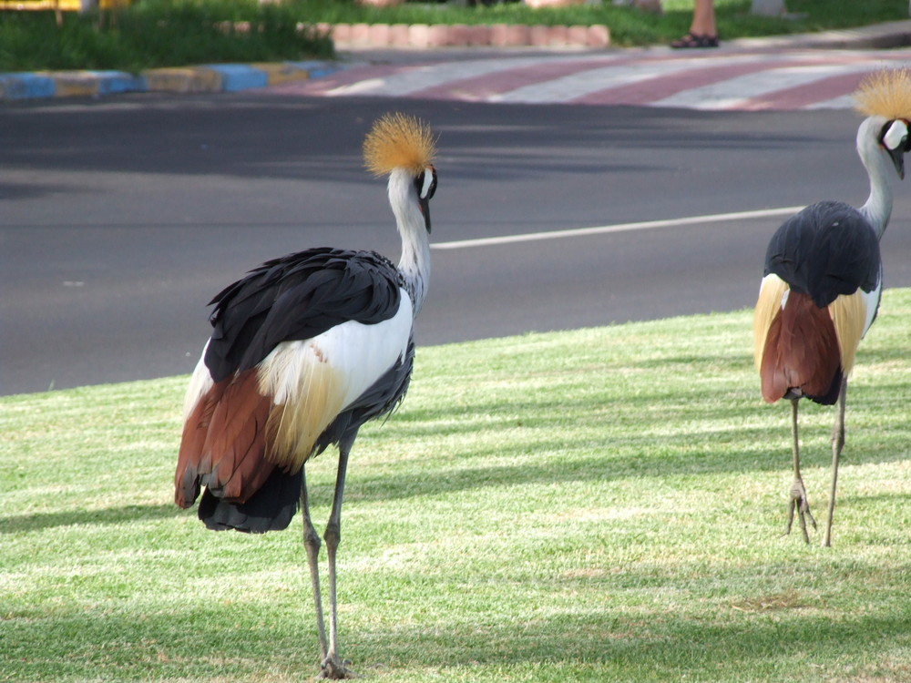 pajaros hotel dunas