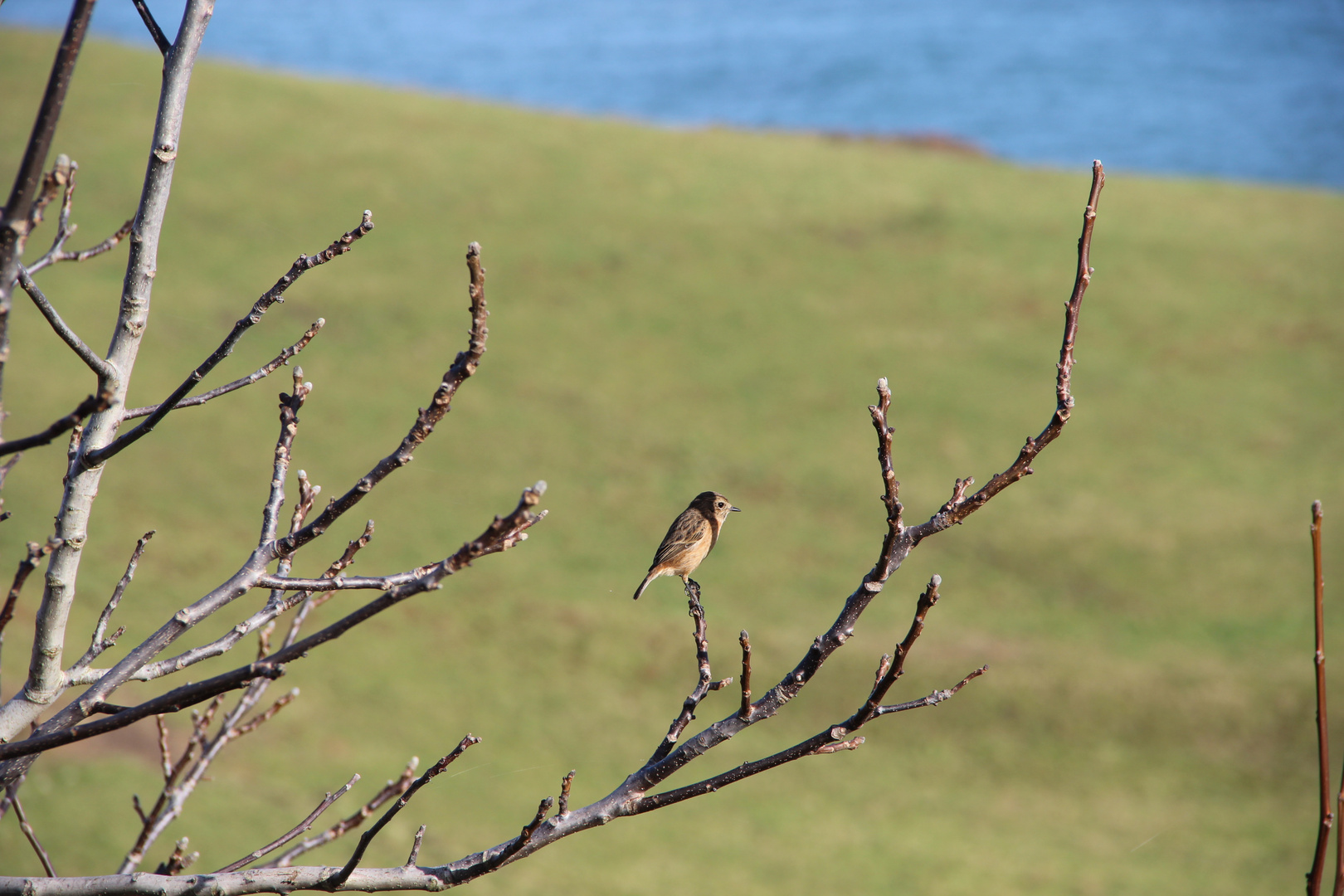 pájaros silvestres