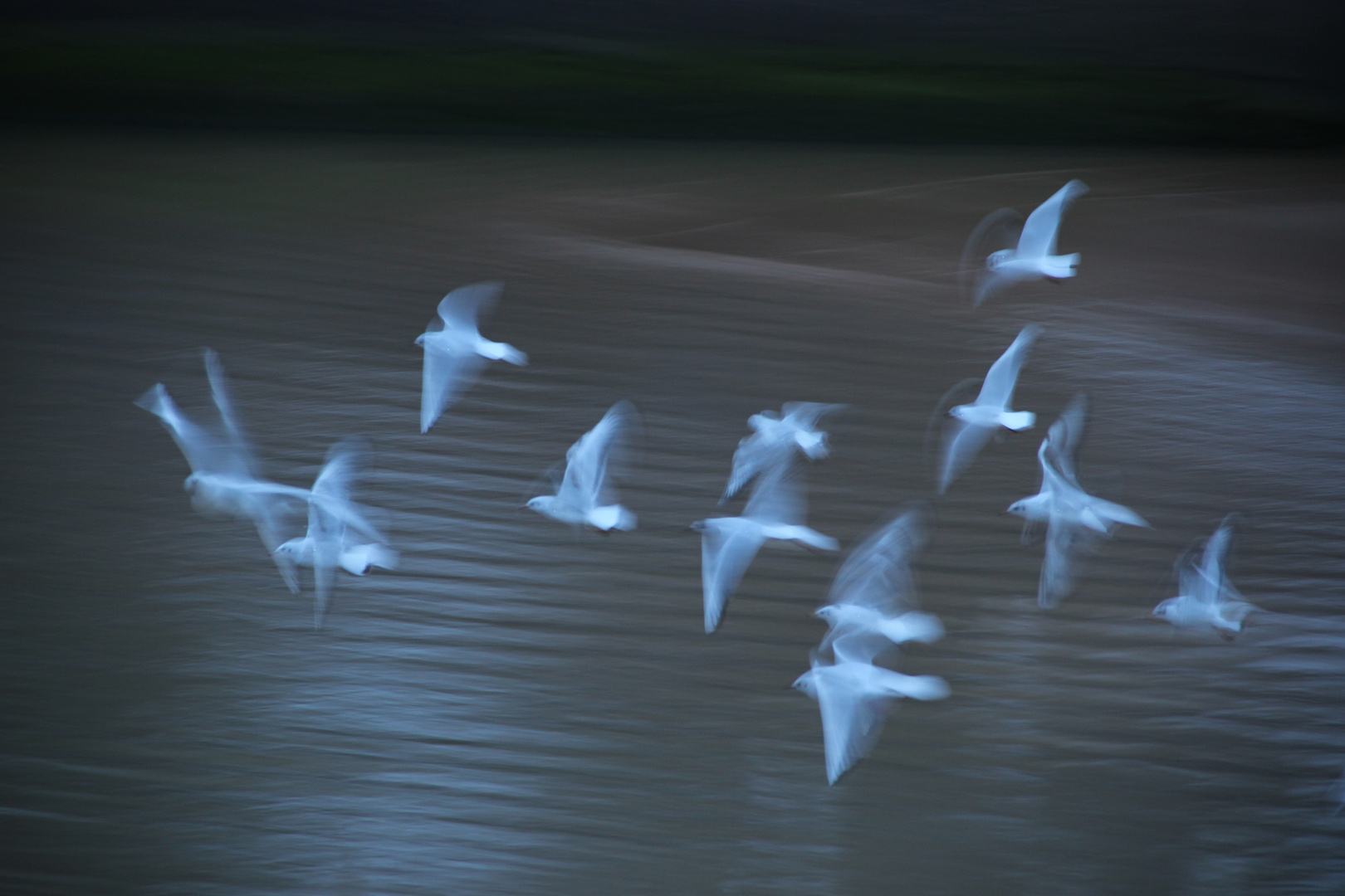 Pajaros Volando.