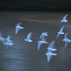 Pajaros Volando.