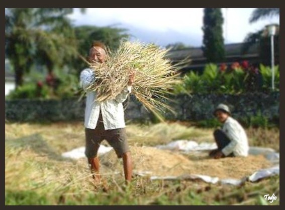 Pak Ugan lagi bawa jerami