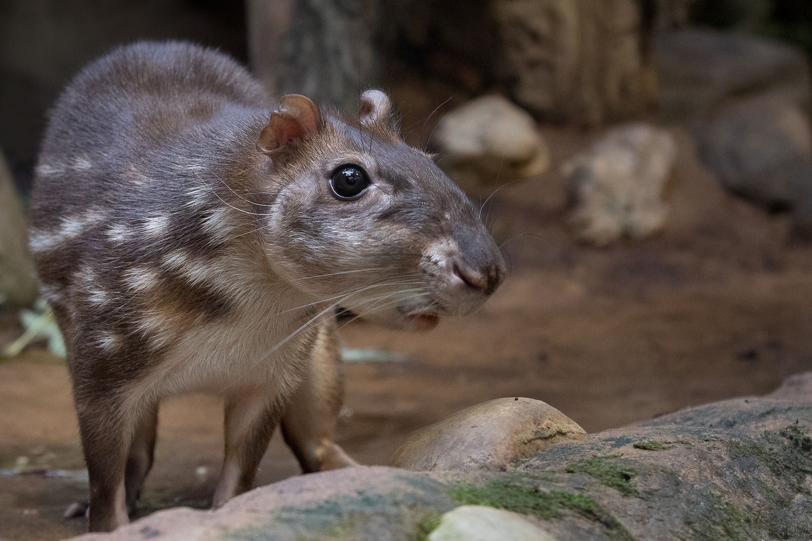 Paka Foto & Bild natur, nagetier, tier Bilder auf