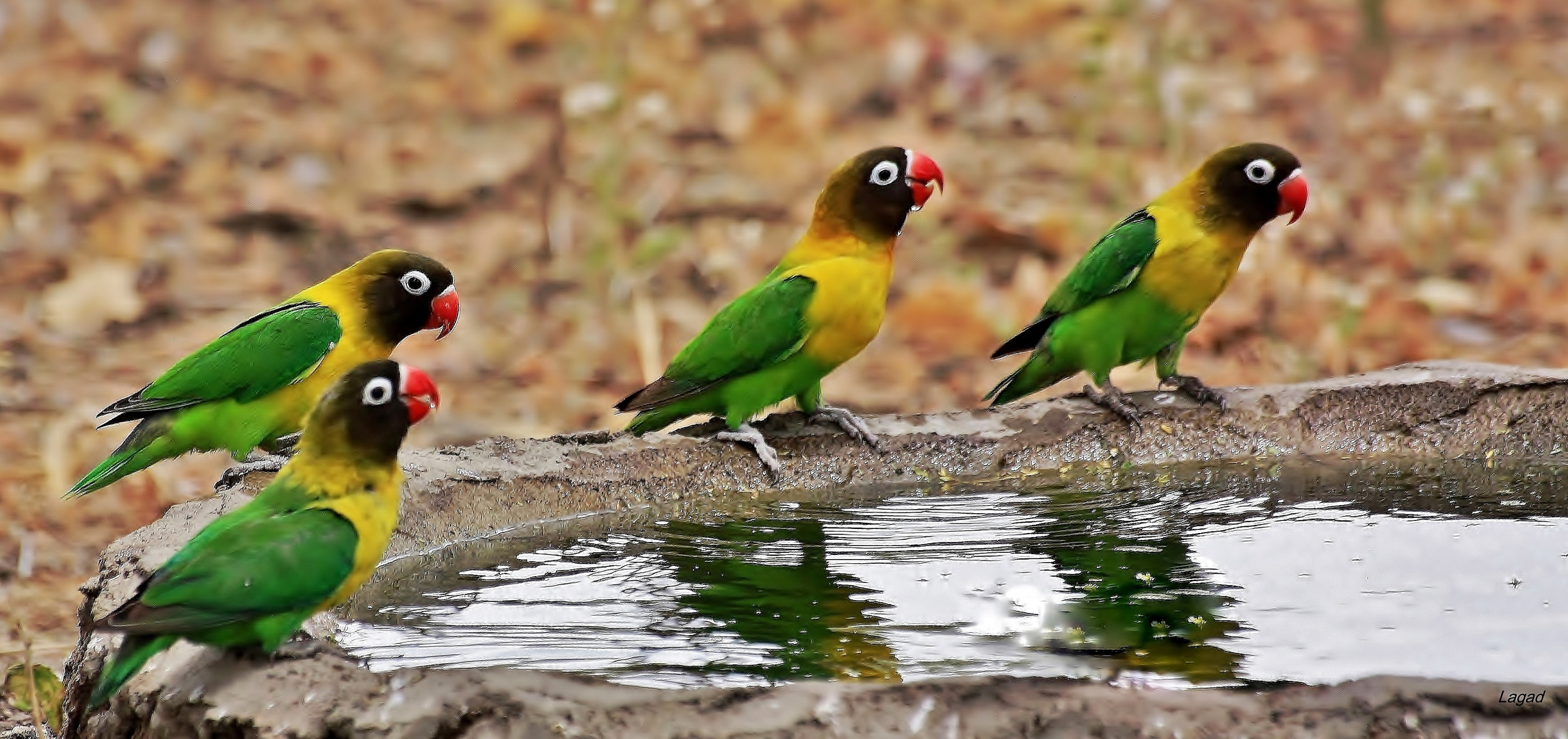 Palabres tanzaniennes (:o)