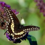 Palamedes Swallowtail (Papilio palamedes)