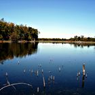 Palatine Marshes