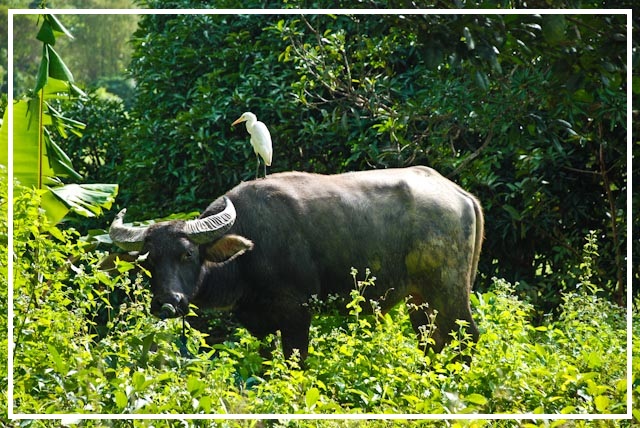 Palawan Foto & Bild tiere, wildlife, wildlife sonstige tiere Bilder