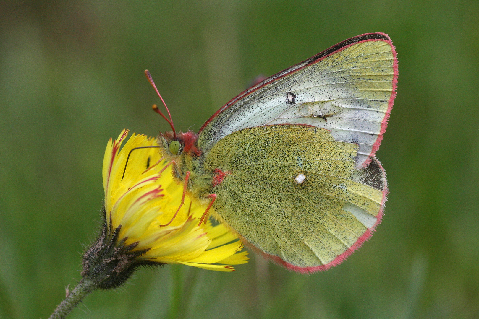 Pale Arctic Clouded Yellow oder Hochmoorgelbling (Colias palaeno)