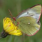 Pale Arctic Clouded Yellow oder Hochmoorgelbling (Colias palaeno)